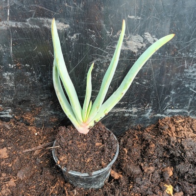 Aloe (Kumara) plicatilis