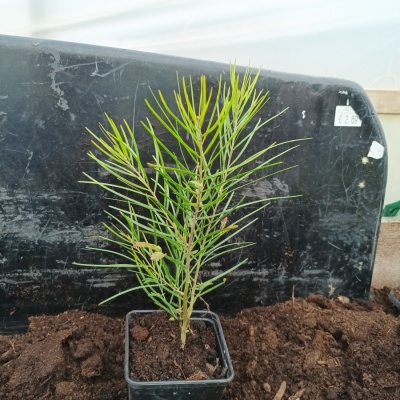 Acacia floribunda