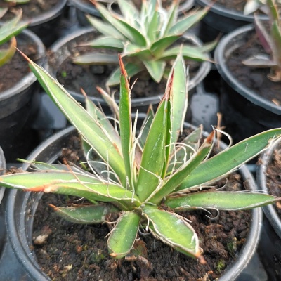 Agave fillifera var schidigera 'White Stripe'