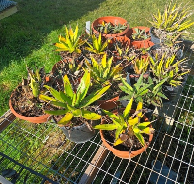 Agaves mixed