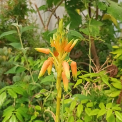 Aloe cooperi