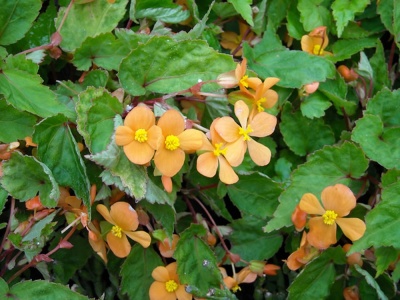 Begonia sutherlandii