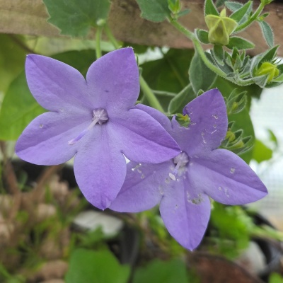 Campanula isophylla