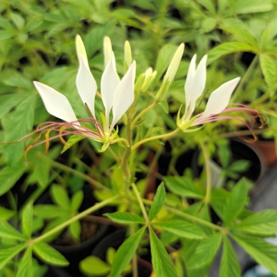 Cleome boliviensis