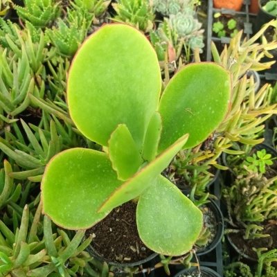 Cotyledon orbiculata var. oblonga  'Macrantha'