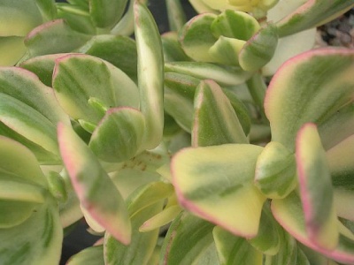 Crassula ovata 'Variegata'