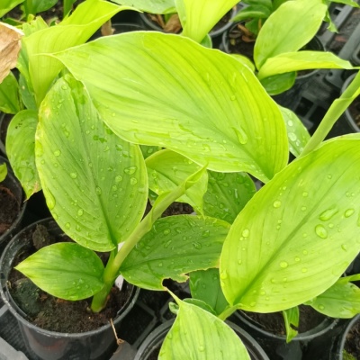 Curcuma longa - Turmeric