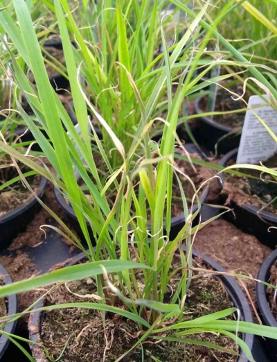 Cymbopogon citratus