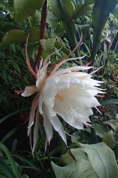 Epiphyllum oxypetalum