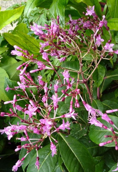 Fuchsia arborescens