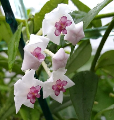 Hoya lanceolata ssp. bella