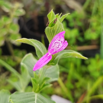 Hypoestes aristata