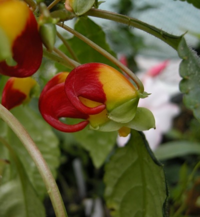 Impatiens niamniamensis