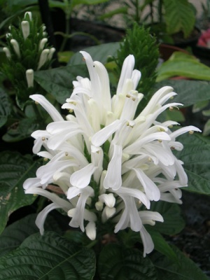 Justicia carnea 'Alba'