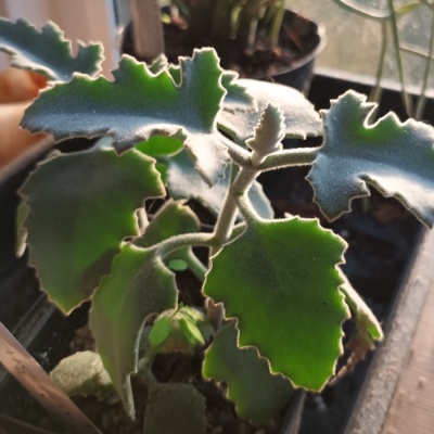 Kalanchoe  'Silver Shadow'