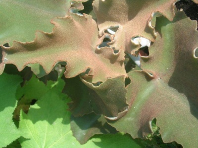 Kalanchoe beharensis 'Rusty'