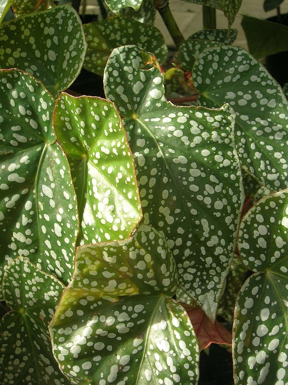 Begonia 'Snowcap' from Shrubland Nurseries in Suffolk