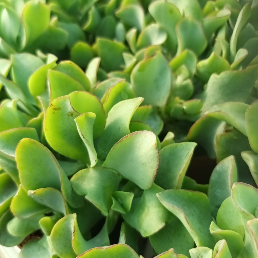 Crassula ovata 'Undulata' from Shrubland Nurseries in Suffolk