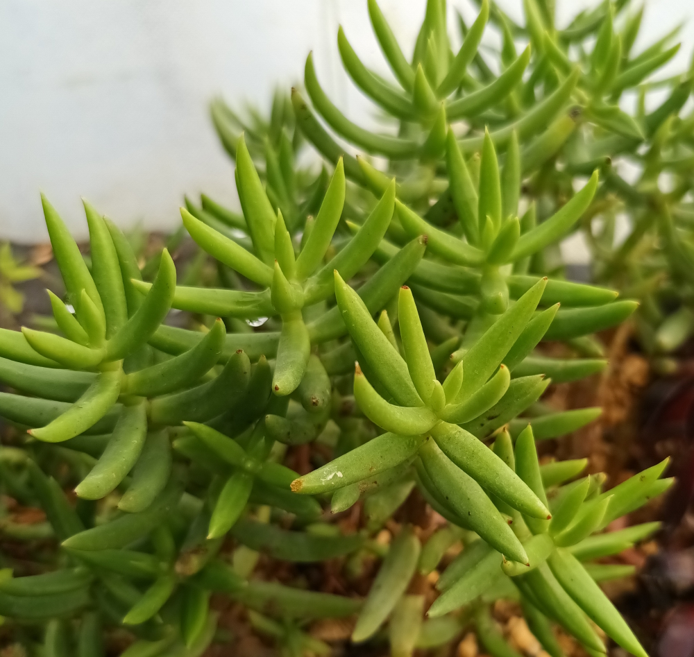 Crassula Tetragona 'Miniature Pine Tree' 2 inch