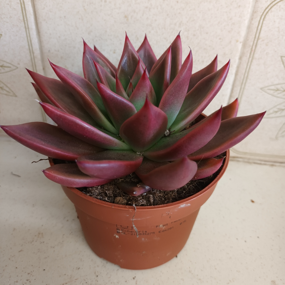 Echeveria 'Antaris' from Shrubland Nurseries in Suffolk