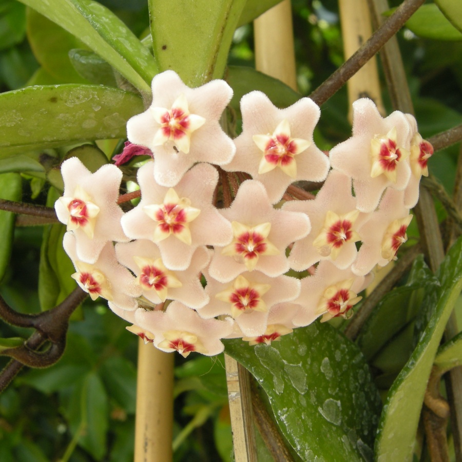 Hoya carnosa 'Variegata', Wax Plant from Shrubland Nurseries in Suffolk