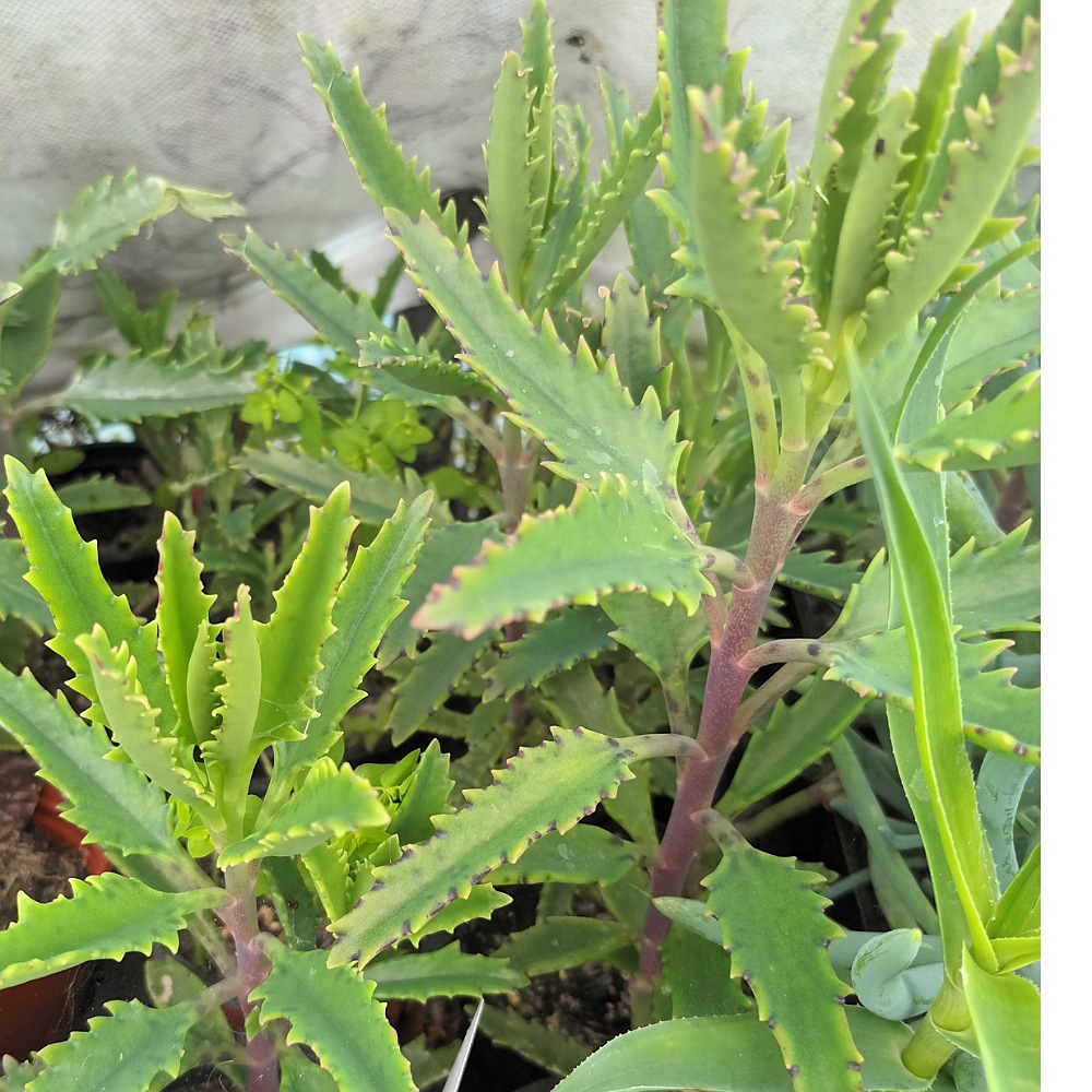 Kalanchoe rauhii, Lucky Bells from Shrubland Nurseries in Suffolk