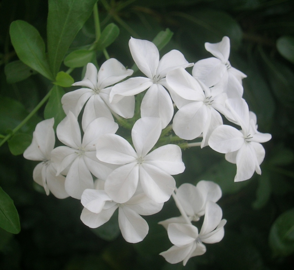 Plumbago auriculata v. alba, Cape leadwort from Shrubland Nurseries in ...