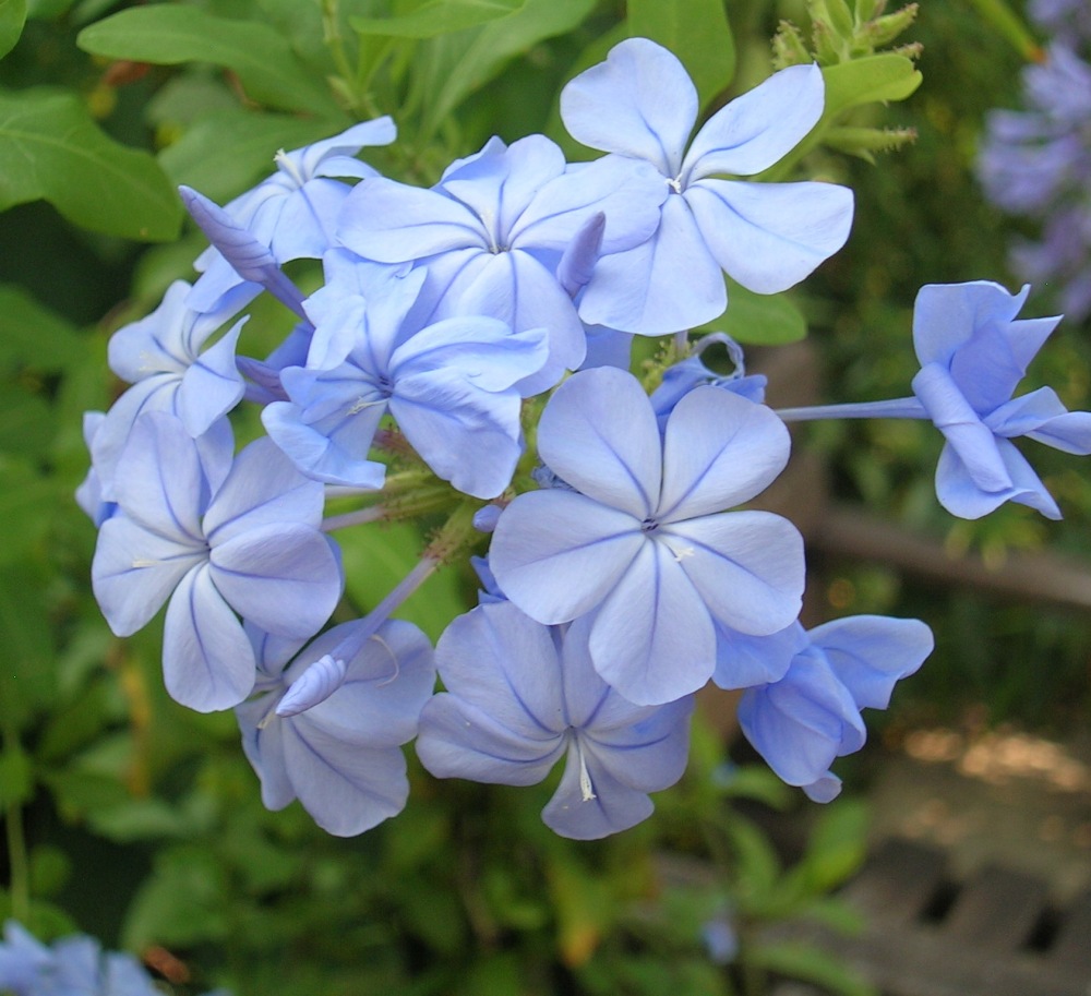 Plumbago auriculata 'Crystal Waters', Cape leadwort from Shrubland ...