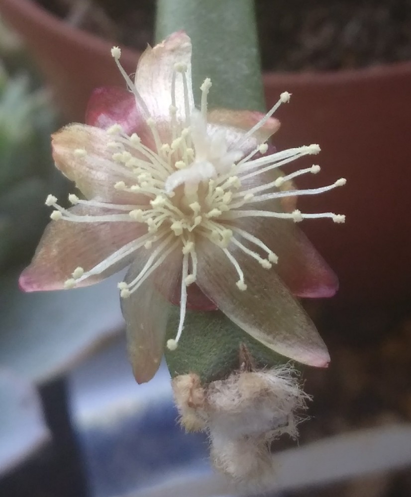 Rhipsalis grandiflora from Shrubland Nurseries in Suffolk