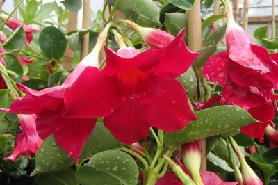 Mandevilla sanderi Red form