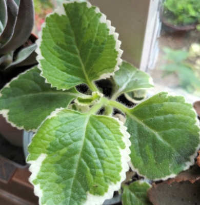 Plectranthus amboinicus 'Variegatus'