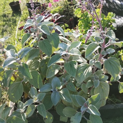 Plectranthus argentatus 'Silver Shield'