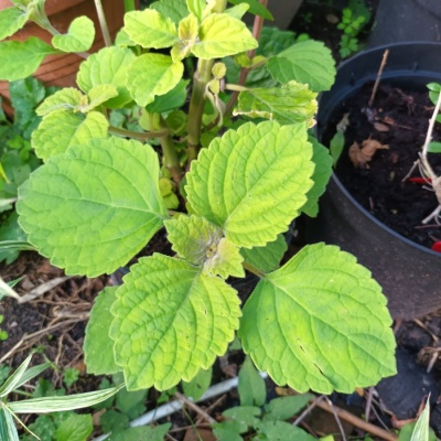 Plectranthus 'Franklin's Olive'