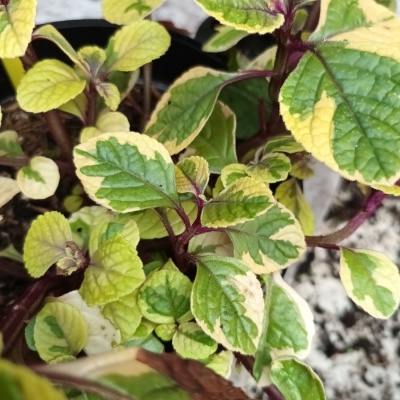 Plectranthus 'Santana'