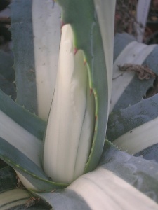 Agave americana 'Mediopicta Alba'