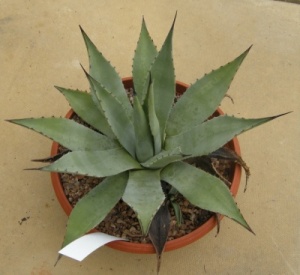 Agave parryi