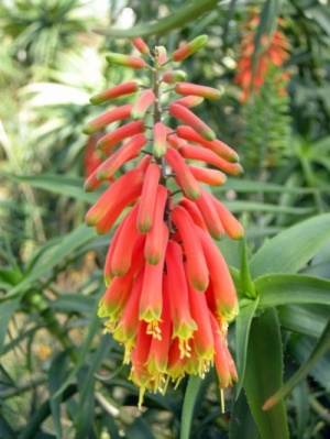 Aloe ciliaris