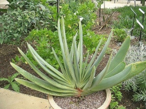 Aloe (Kumara) plicatilis