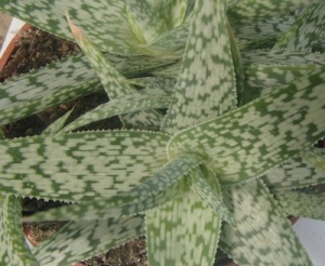 Aloe rauhii 'Snow Flake'