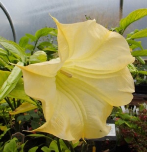 Brugmansia 'Yellow Trumpet'