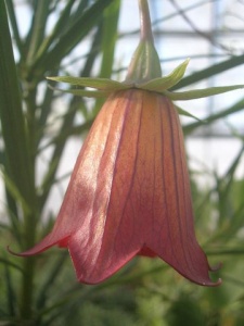 Canarina canariensis