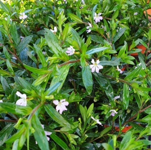 Half Hardy & Summer Patio plants [4] from Shrubland Nurseries Suffolk