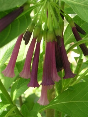 Iochroma cyanea