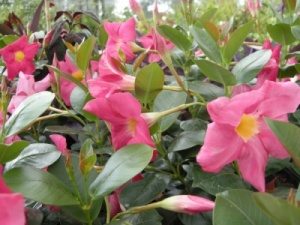 Mandevilla sanderi Light Pink Form