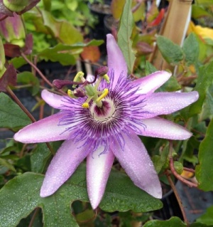 Passiflora   'Lavender Lady'