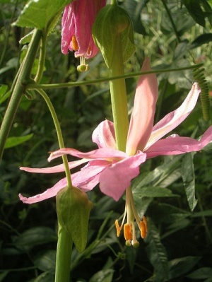 Passiflora  mollissima