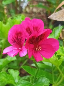 Pelargonium 'Ashby'