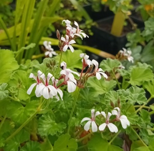 Pelargonium fragrans