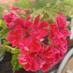 Pelargonium 'Monsieur Ninon'