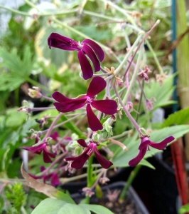 Pelargonium sidoides